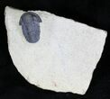 Gerastos Trilobite Fossil - Foum Zguid #21540-3